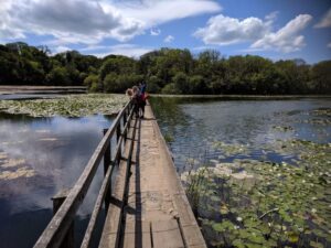 Bosherston Lily Ponds, Pembrokeshire