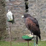 Pembroke Castle - birds of prey