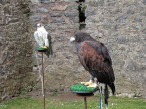 Pembroke Castle - birds of prey