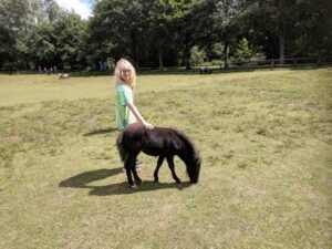 Miniature pony land