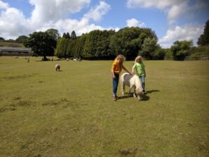 Miniature pony land