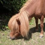 Miniature horse Dartmoor