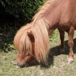 17 top tips for Dartmoor with kids - wild and miniature ponies 5 Miniature horse Dartmoor