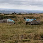 17 top tips for Dartmoor with kids - wild and miniature ponies 2 IMG 20190731 112243