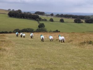 Dartmoor