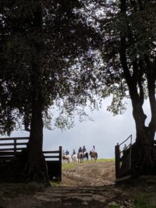 Horse riding, Dartmoor