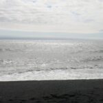 Puffins at sea at Reynisdrangar,