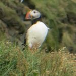 Puffins, Vik, Iceland