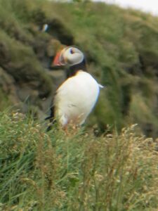 Puffins, Vik, Iceland