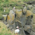 Puffins, Vik, Iceland