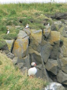 Puffins, Vik, Iceland