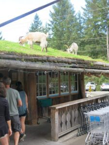 Goat on Roof Coombs Market, Vancouver Island