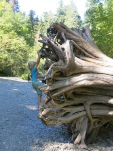 Cathedral Grove BC