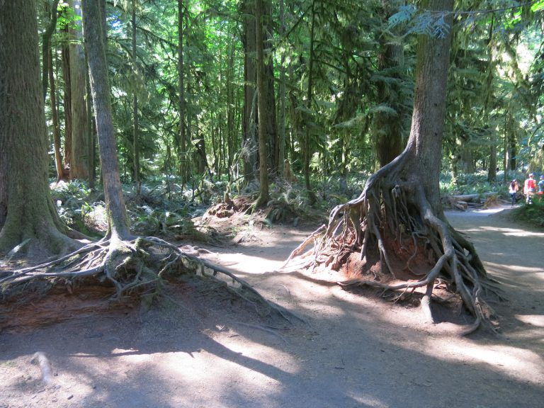 Cathedral Grove BC