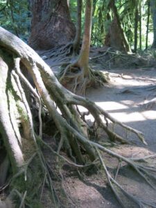 Cathedral Grove BC