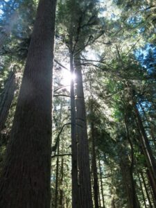 Cathedral Grove, BC