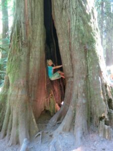 Cathedral Grove BC