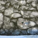 Ducks on frozen Moskva River