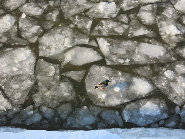 Ducks on frozen Moskva River