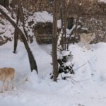 Arctic wolf at Moscow zoo