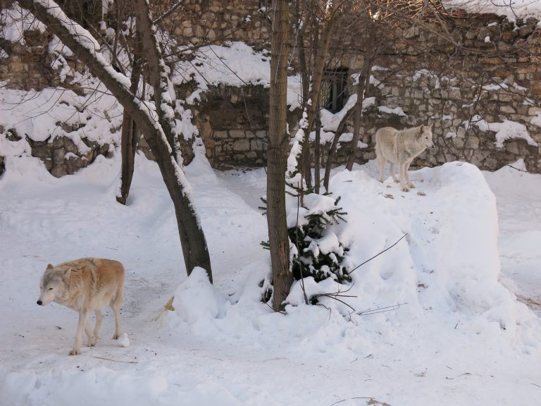 Arctic wolf at Moscow zoo