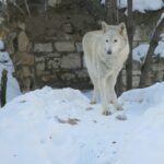 Arctic wolf at Moscow zoo