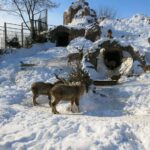 Reindeer and shaggy goats - happy atMoscow zoo