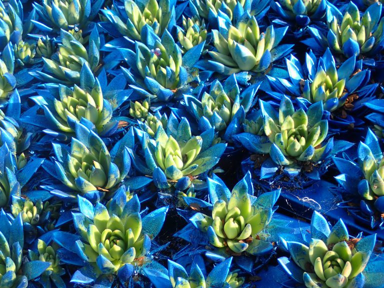 Painted blue plants Disneyland Paris