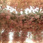 Family trip to Europe itinerary: Fair(s and) Cities -Paris, Disney, Brussels, Duinrell and Amsterdam 5 Flower Market Amsterdam