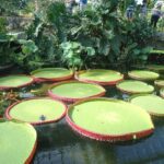Kew Gardens - giant lily pads