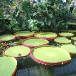 Family trip to Europe itinerary: Fair(s and) Cities -Paris, Disney, Brussels, Duinrell and Amsterdam 4 Kew Gardens - giant lily pads