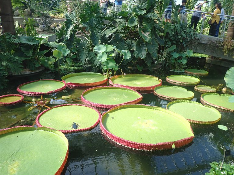 Kew Gardens - giant lily pads