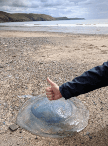 fried-egg-jellyfish, Pembrokeshire beaches, Freshwater East