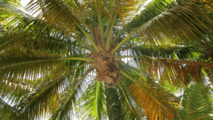 Jamaica - palm tree