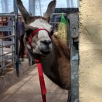 Alpacas and llamas, Cornwall