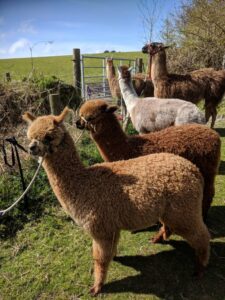 Alpacas and llamas, Cornwall