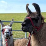 Alpacas and llamas, Cornwall