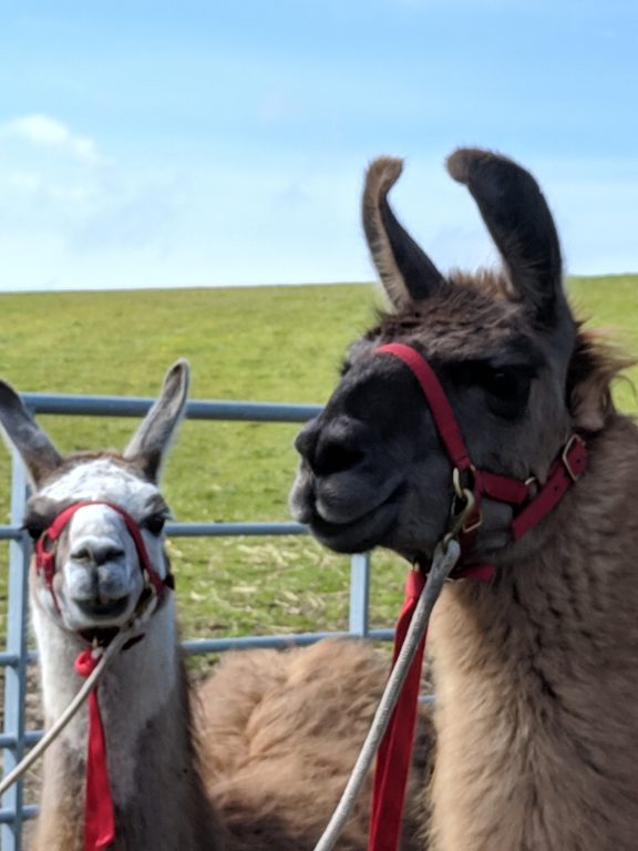 Alpacas and llamas, Cornwall
