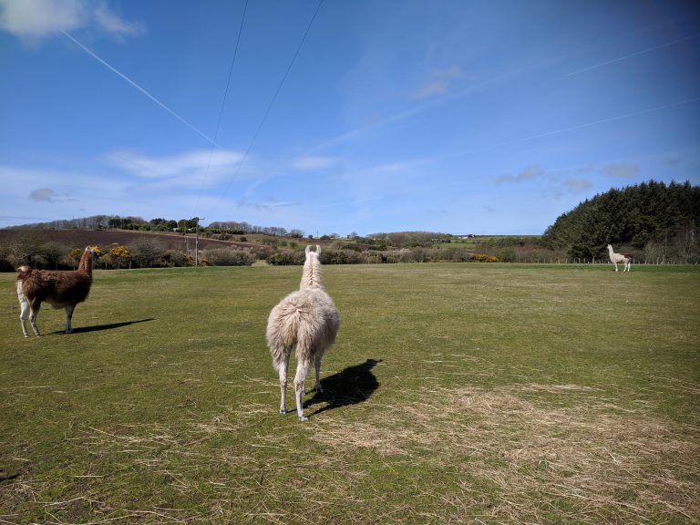 Alpacas and llamas, Cornwall