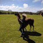 Alpacas and llamas, Cornwall