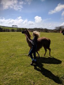 Alpacas and llamas, Cornwall