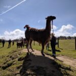 Alpacas and llamas, Cornwall