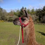 Alpacas and llamas, Cornwall