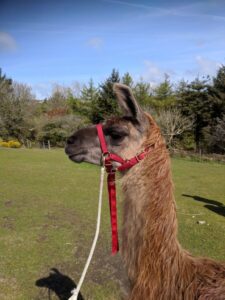 Alpacas and llamas, Cornwall