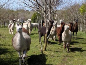 Alpacas and llamas, Cornwall