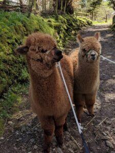 Alpacas and llamas, Cornwall