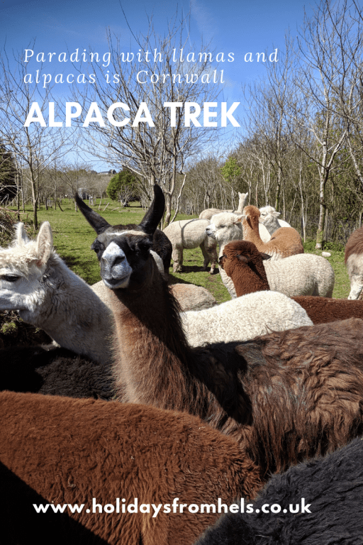 Alpaca trek, St Ives