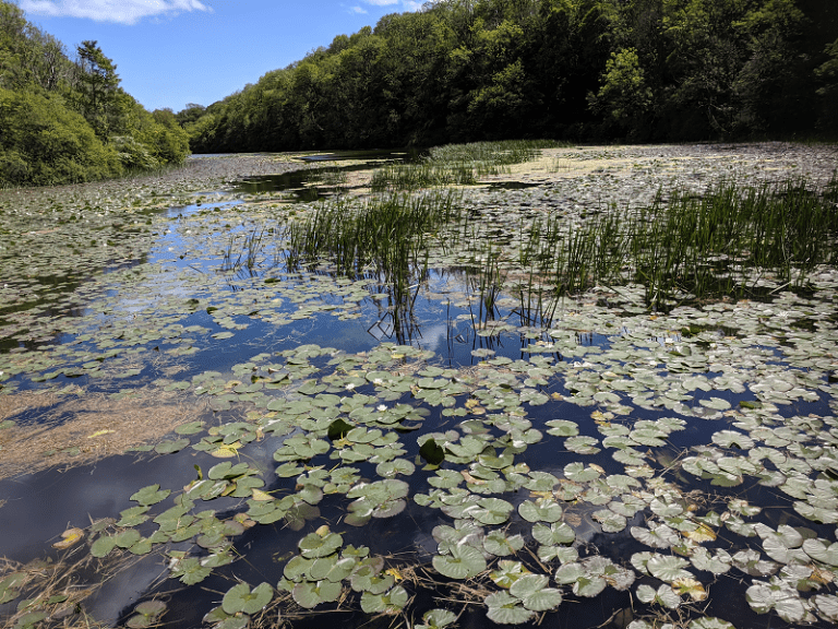 Bosherston Lily Ponds, Pembrokeshire