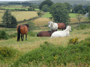 Dartmoor wild ponies