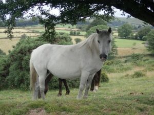 Dartmoor ponies